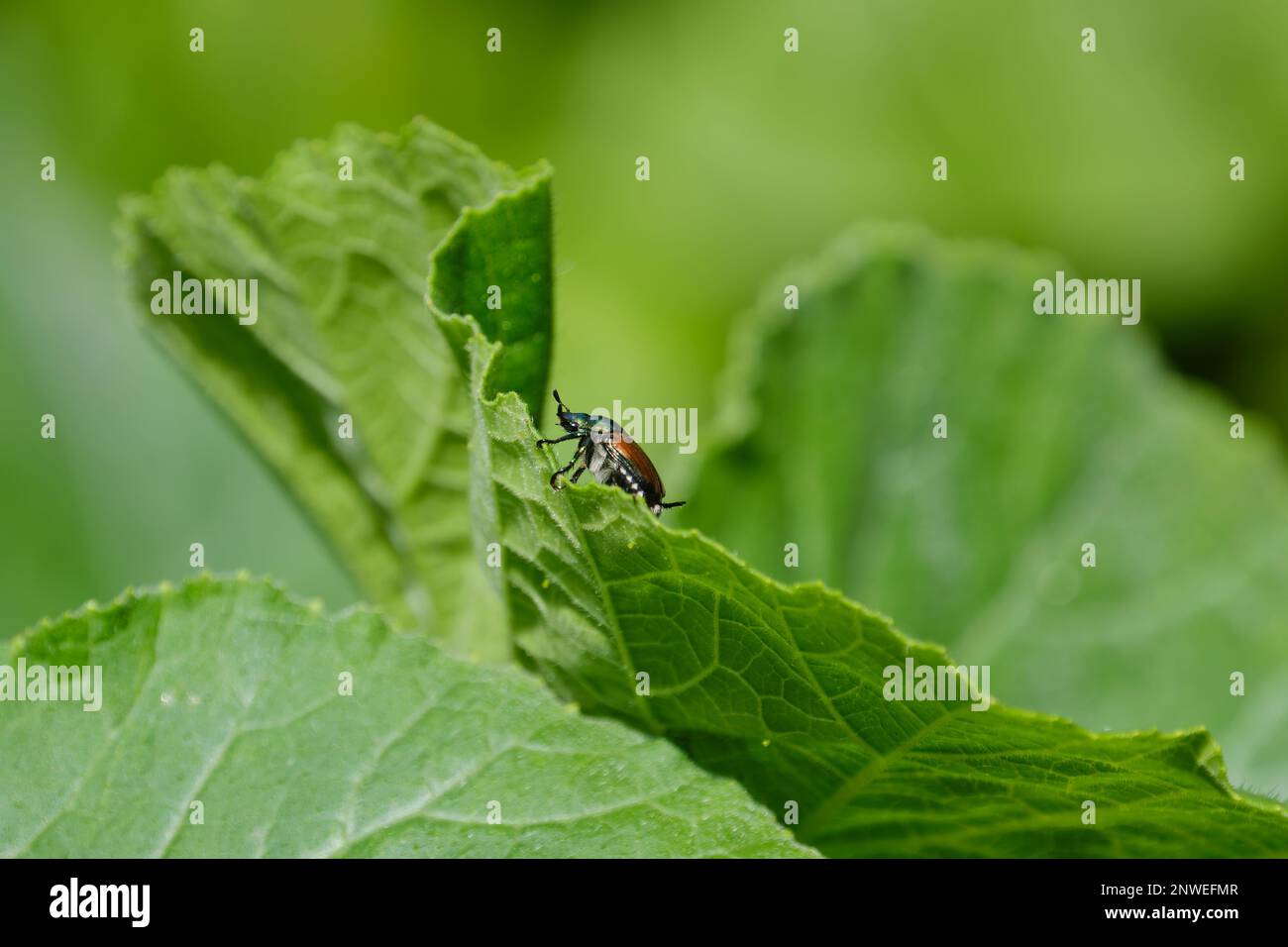 Ein japanischer Käfer (Popillia japonica) klettert an den Rand eines Salatblattes. Das Insekt wird aus nächster Nähe gesehen, umgeben von Grün. Stockfoto