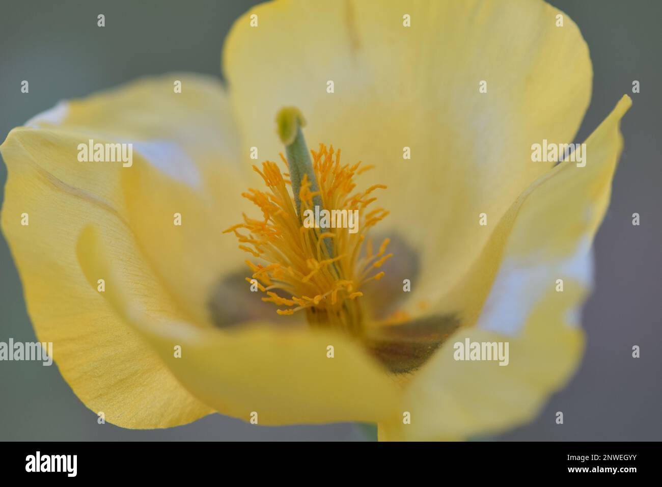 Coeur de glaucienne jaune, gros Plan sur une Fleur Stockfoto