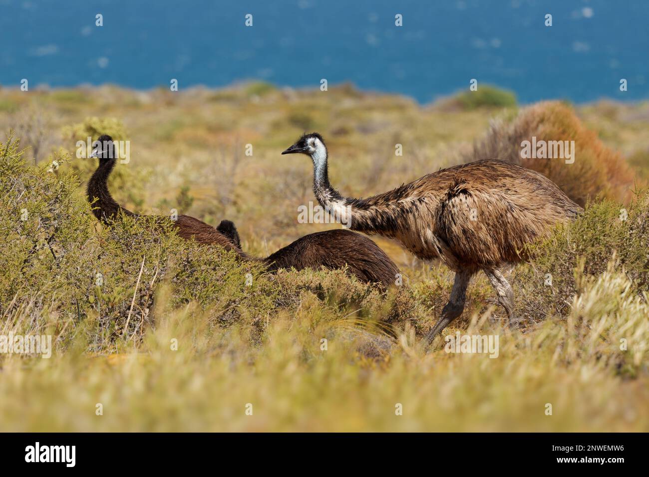 Emu mit Küken - Dromaius novaehollandiae zweithöchster lebender Vogel nach seinem Laufvögel relativ zum Strauß, endemisch nach Australien, weich gefiedert, Bro Stockfoto