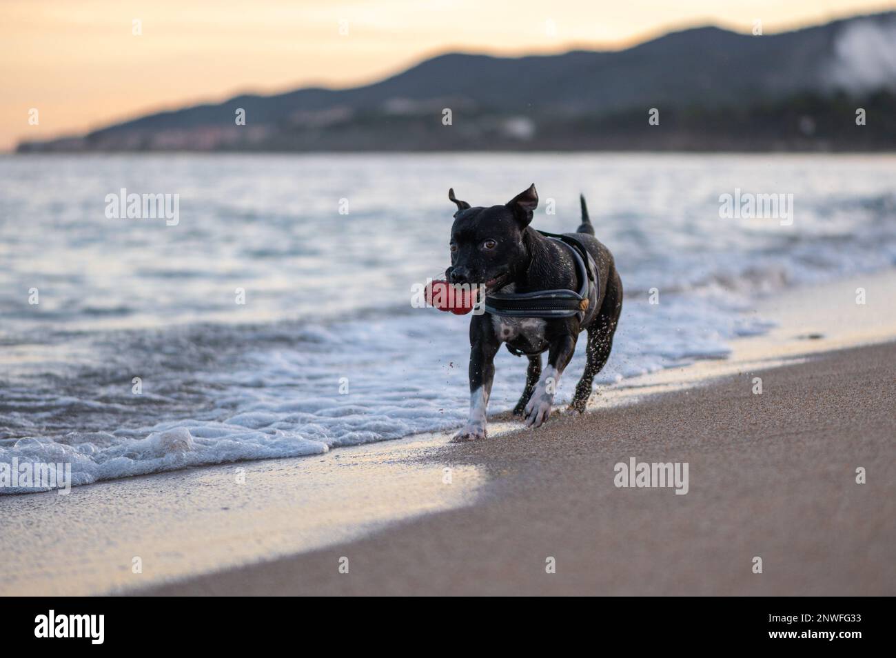 Chien de race Staffordshire Bullterrier noir qui joue sur la Plage et court dans la mer Stockfoto