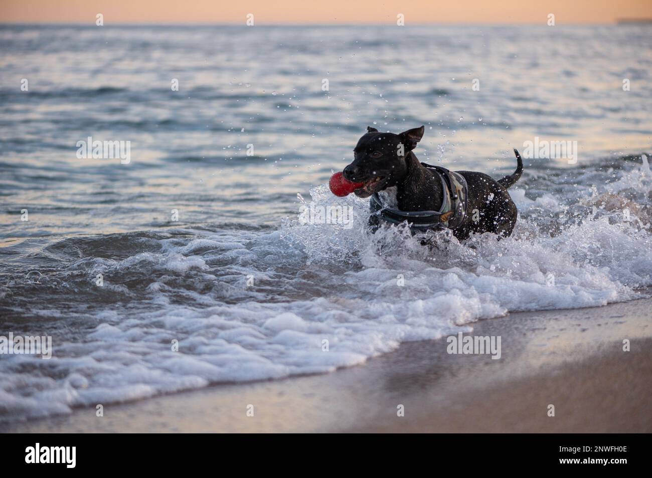 Chien de race Staffordshire Bullterrier noir qui joue sur la Plage et court dans la mer Stockfoto