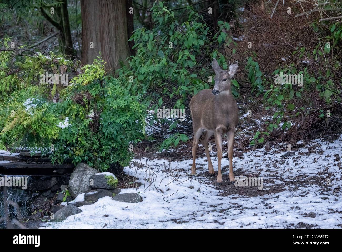 Issaquah, Washington, USA. Kolumbianischer Schwarzwedelhirsch in einem schneebedeckten Hof neben einem Wald. Stockfoto