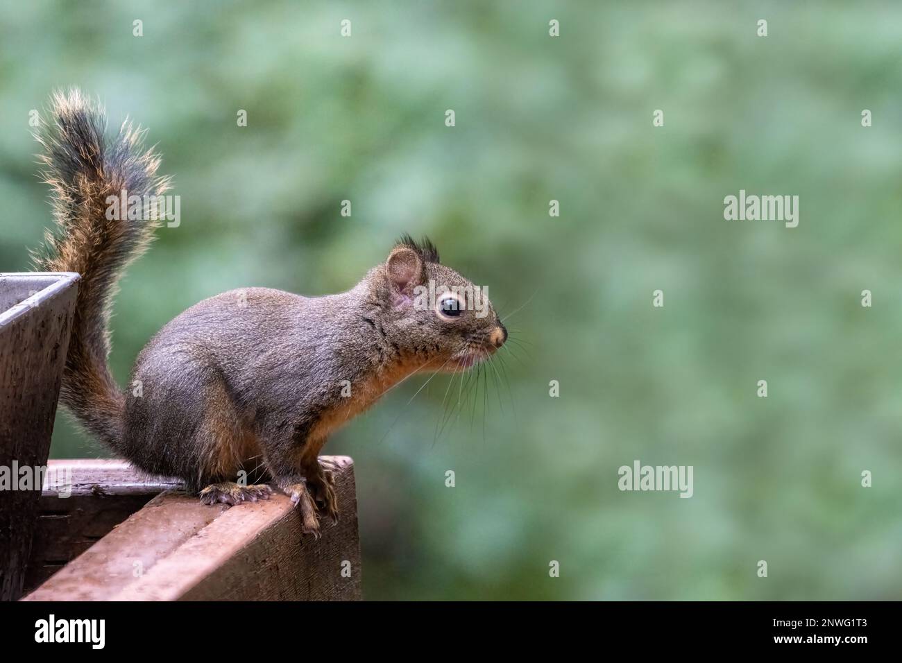 Issaquah, Washington, USA. Douglas Eichhörnchen auf einem Holzgeländer neben leeren Blumentöpfen. Stockfoto