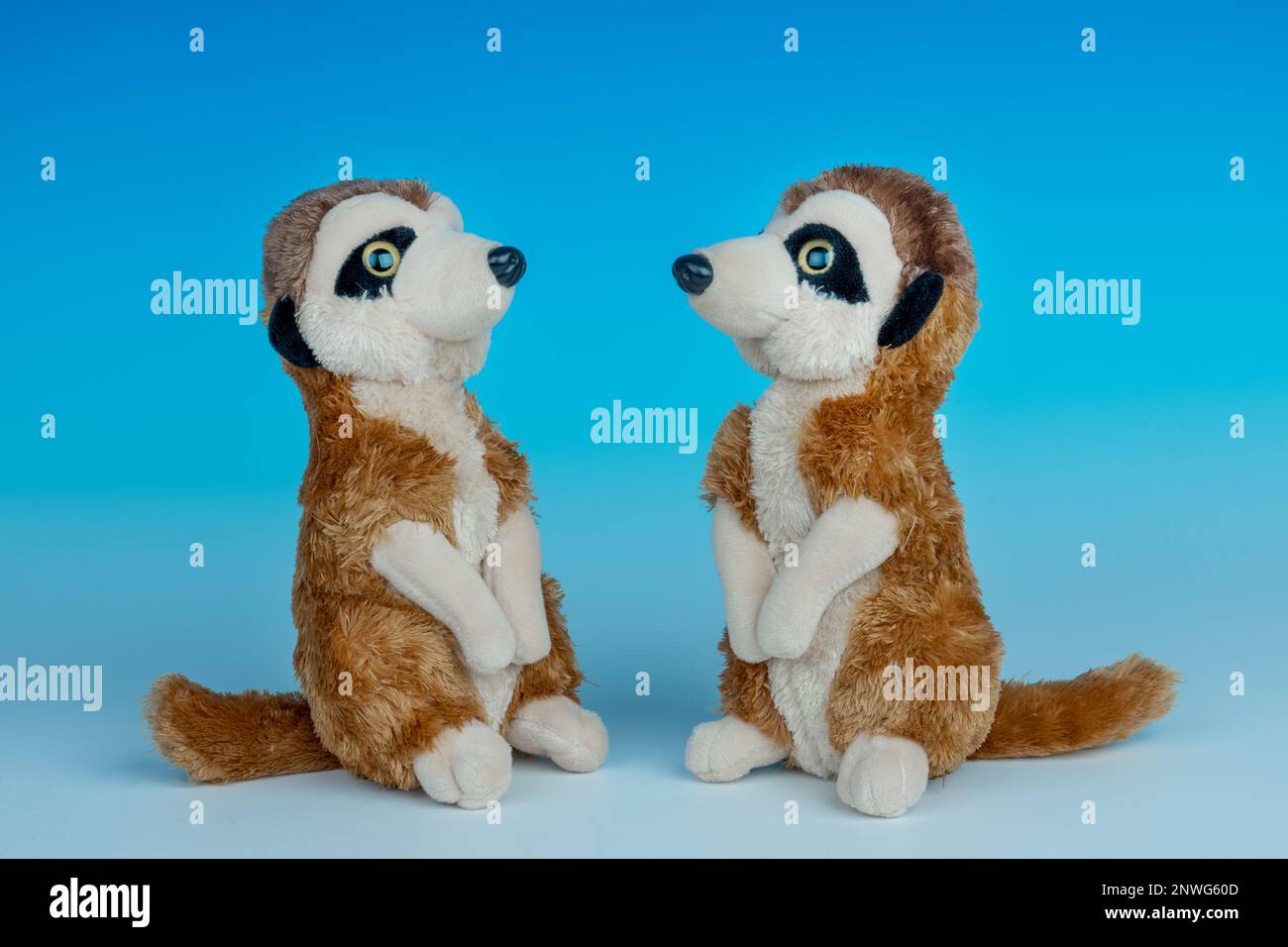 Zwei Meerkat-Plüschtiere auf einem nahtlosen blau-weißen Hintergrund. Stockfoto