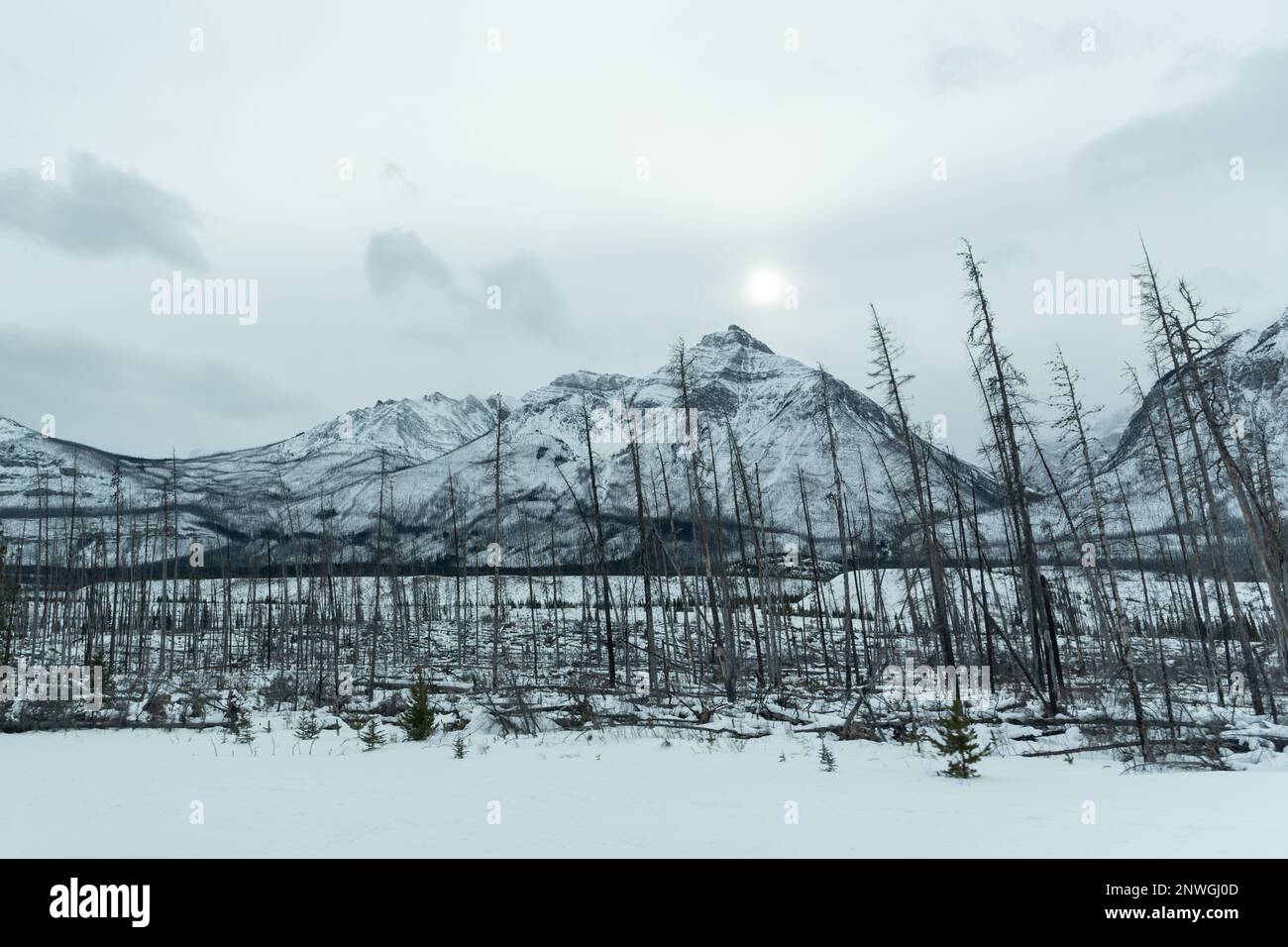 Im Winter bietet Alberta eine atemberaubende Aussicht auf die schneebedeckte Landschaft. Stockfoto
