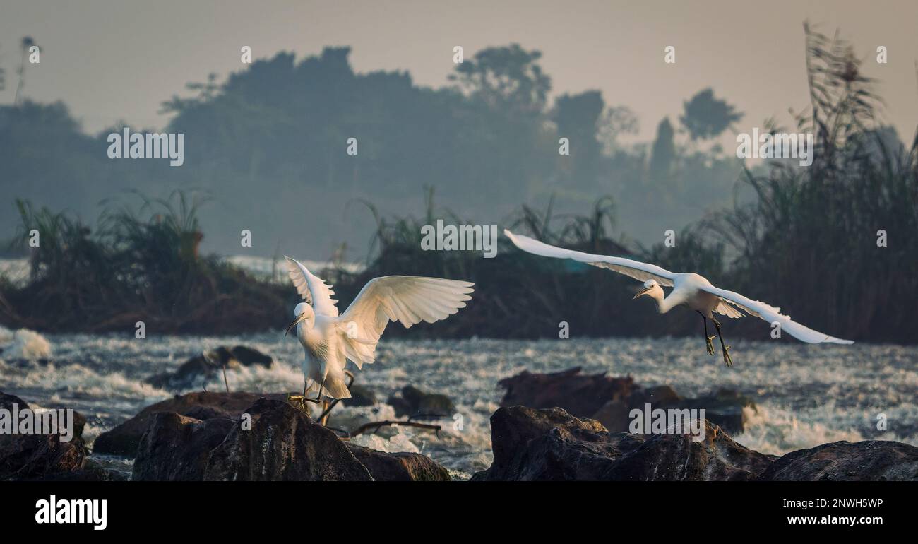 Der Vogel fliegt über den Fluss Stockfoto