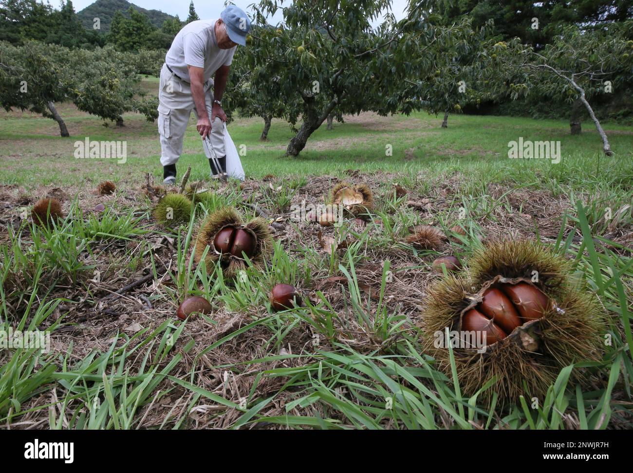 A farmer picks up Atsu-Kuri, Atsu grown chestnuts, in Mine City, Yamaguchi Prefecture on Sep.27, 2018. According to JA, the Japan Agricultural Cooperatives, Yamaguchi-Mine, about 400 farmers grow Atsu-Kuri in 100 hectare. The harvest of chestnuts reaches to a high peak and continues through late October.( The Yomiuri Shimbun via AP Images ) Stockfoto