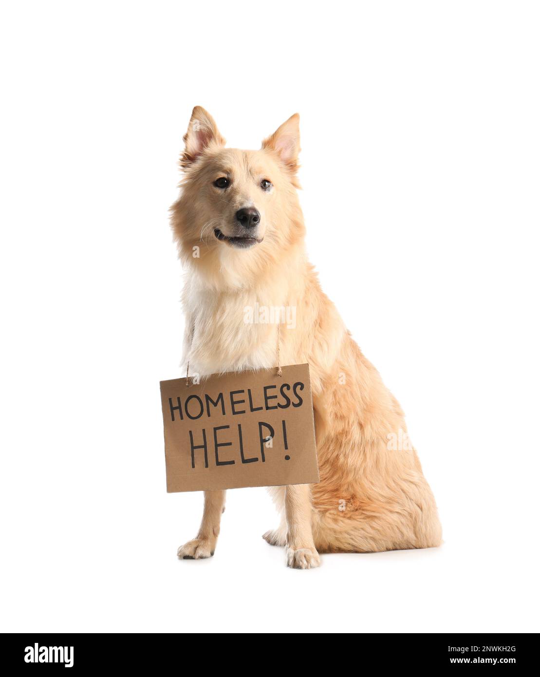 Verlorener Hund mit Schild Obdachlose Hilfe! Auf weißem Hintergrund. Einsames Haustier Stockfoto