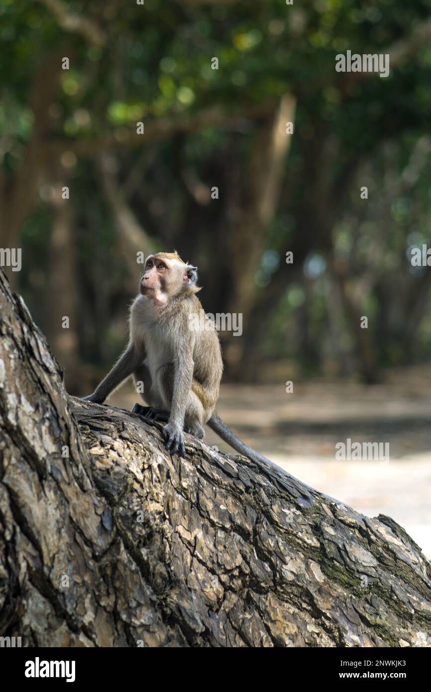 Ein Affe, der auf einem Baum im Wald Alas Purwo sitzt, Banyuwangi. Indonesien. Wildtierfotografie. Stockfoto