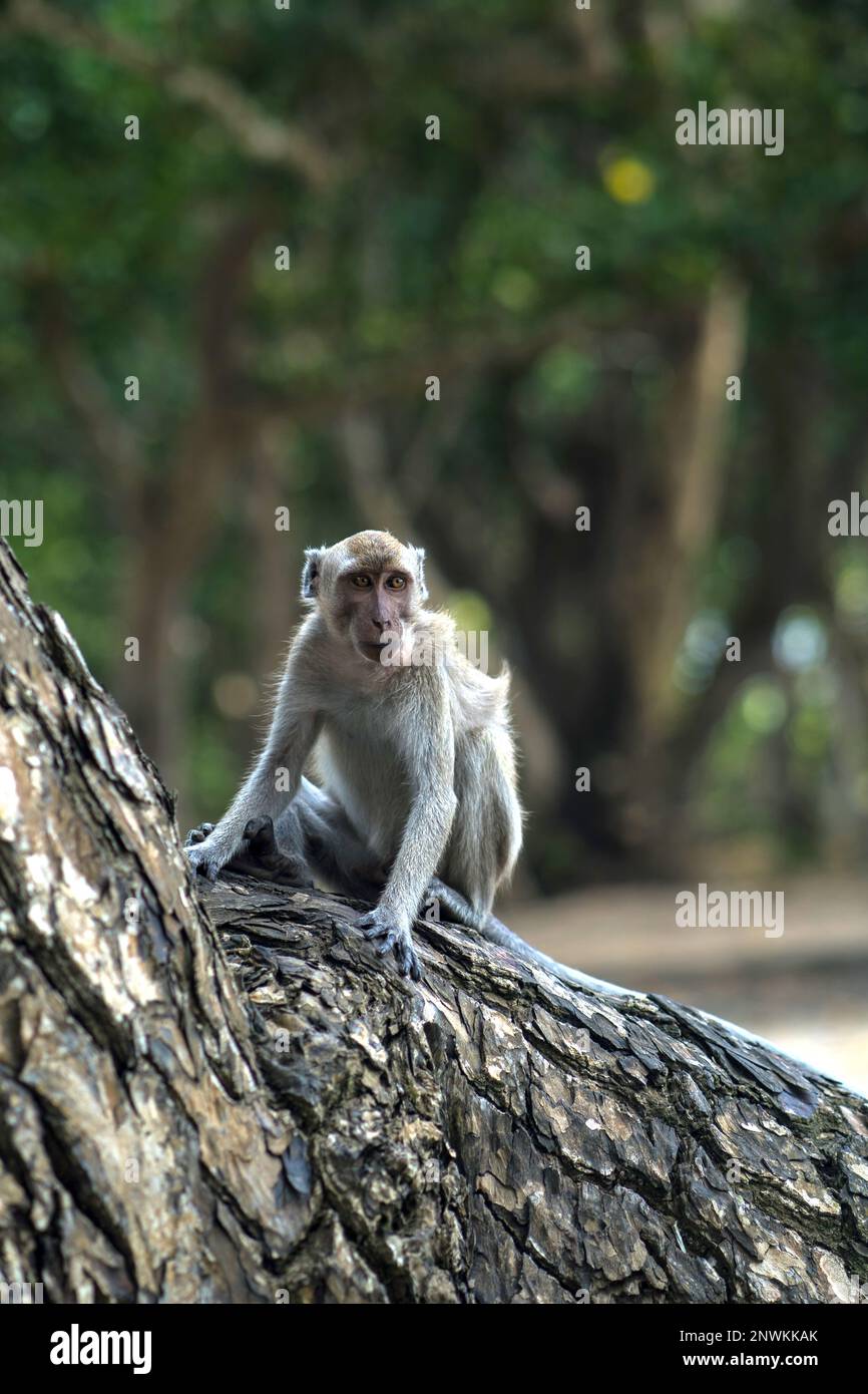 Ein Affe, der auf einem Baum im Wald Alas Purwo sitzt, Banyuwangi. Indonesien. Wildtierfotografie. Stockfoto