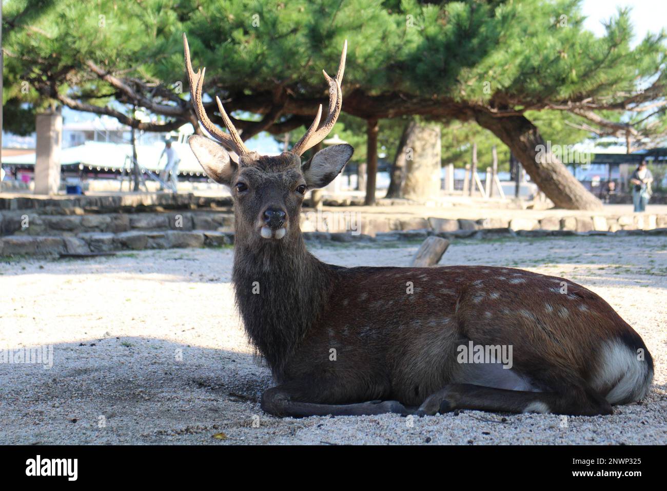 Hirsche auf der Insel Miyajima, Hiroshima, Japan Stockfoto