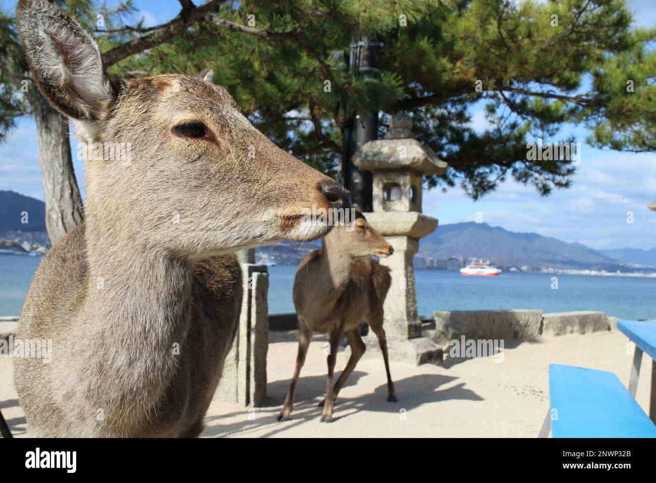 Hirsche auf der Insel Miyajima, Hiroshima, Japan Stockfoto