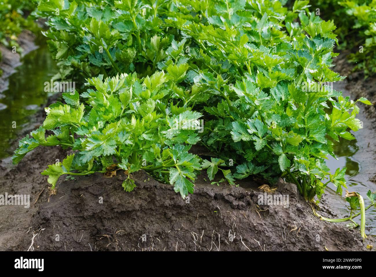 Landwirtschaftliches Feld der Sellerie. Nahaufnahme der grünen Sellerie. Erntesaison, Kalifornien Stockfoto