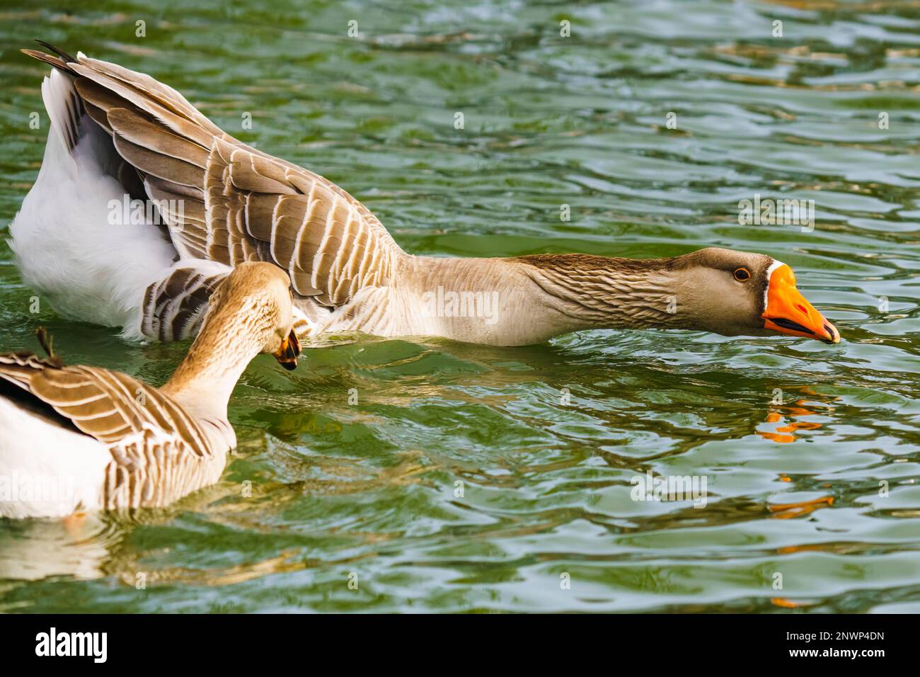 Chinesische Schwanengänse, die im Teich schwimmt, Nahaufnahme Porträt Schwanengänse, die im Teich schwimmt, Nahaufnahme Porträt Stockfoto