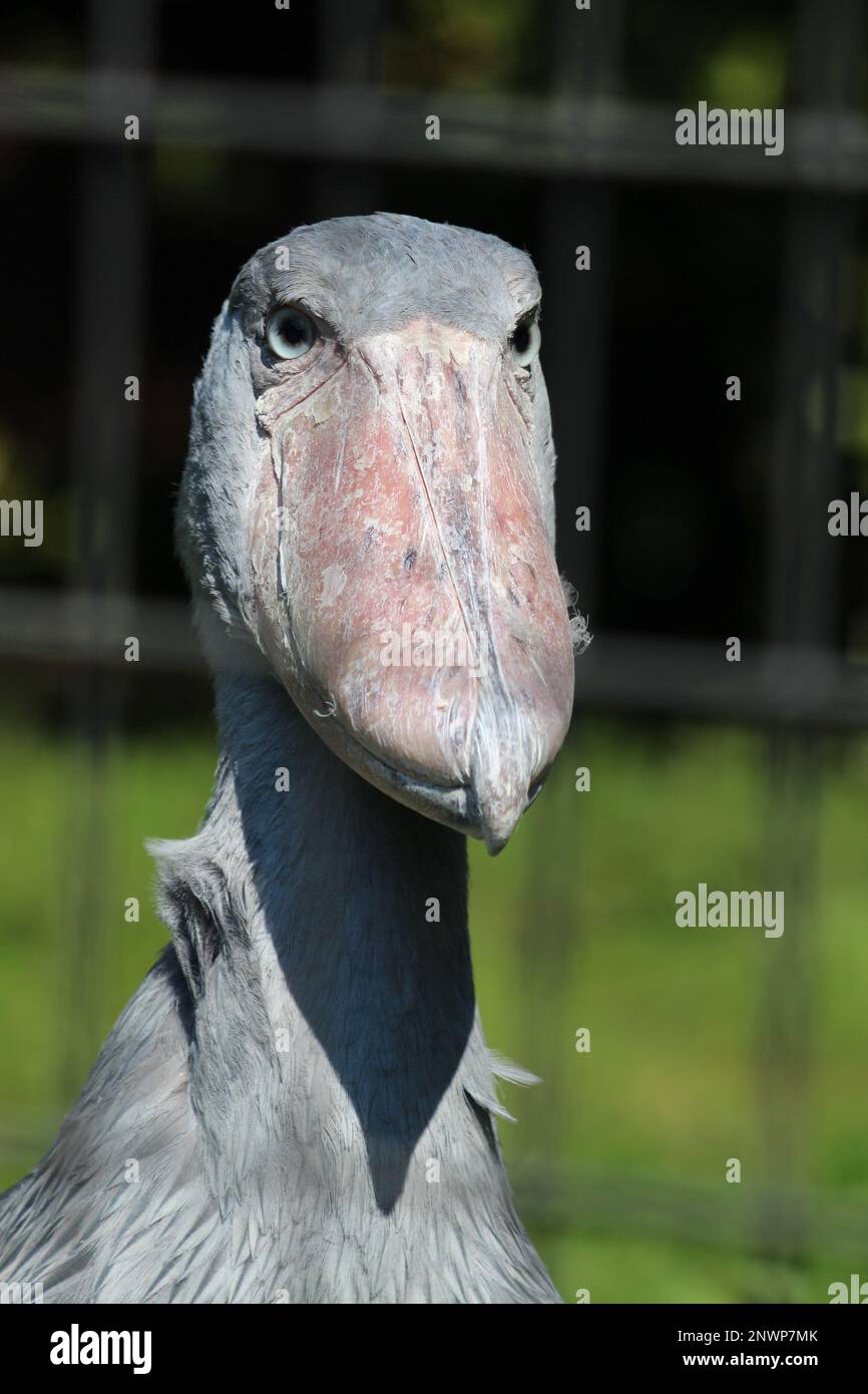 Schuhschnabel, ein sehr großer, langbeiniger Watvogel Stockfoto