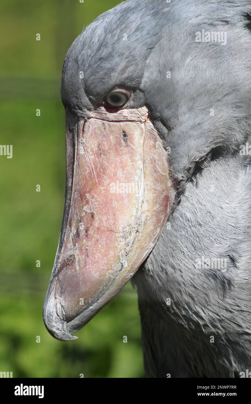 Schuhschnabel, ein sehr großer, langbeiniger Watvogel Stockfoto