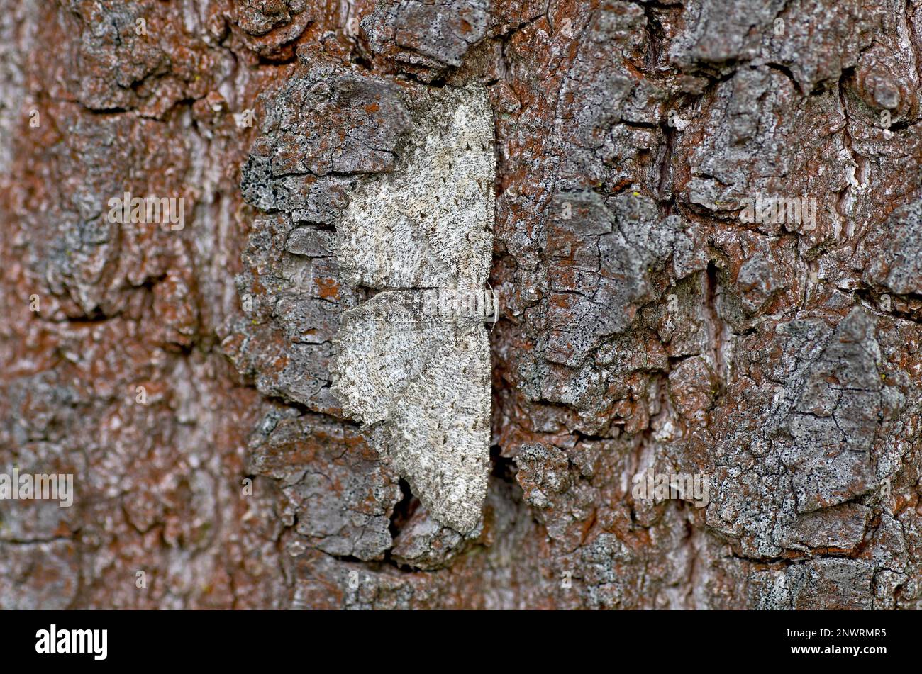 Engrailed (Ectropis crepuscularia) (Motte), Schmetterling, Motte, Insekt, Flügel, Baumrinde, Tarnung, Mimesis, die Ringrindenmotte ist perfekt Stockfoto