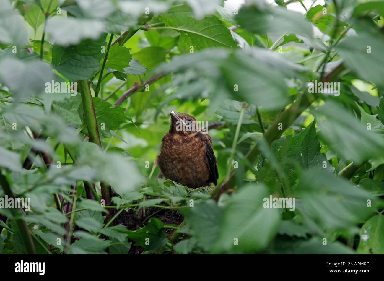 Schwarzvogel (Turdus merula), Singvögel (Passeri), Küken, Nestling, schwarz, Blätter, Ein junger Amboss blickt aus seinem Nest zwischen grünen Blättern heraus Stockfoto