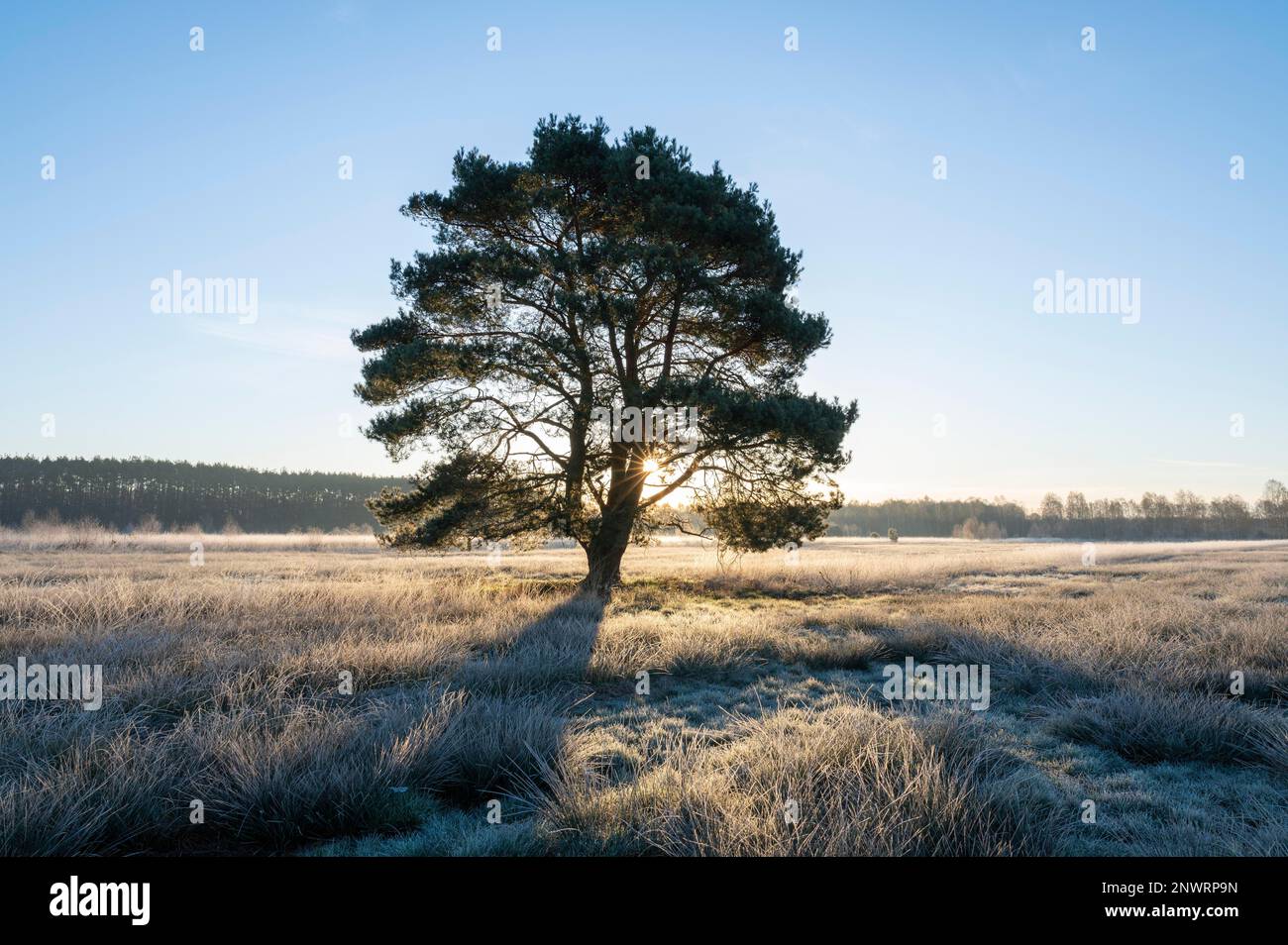 Schottische Kiefer (Pinus sylvestris), steht auf einer Wiese, mit Hintergrundbeleuchtung von sunstar, Niedersachsen, Deutschland Stockfoto