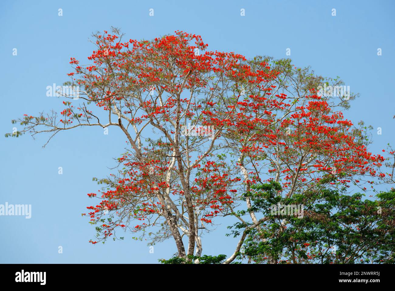 Pink Ipe Tree (Tabebuia ipe), Madre de Dios River, Manu National Park, peruanischer Amazonas, Peru Stockfoto
