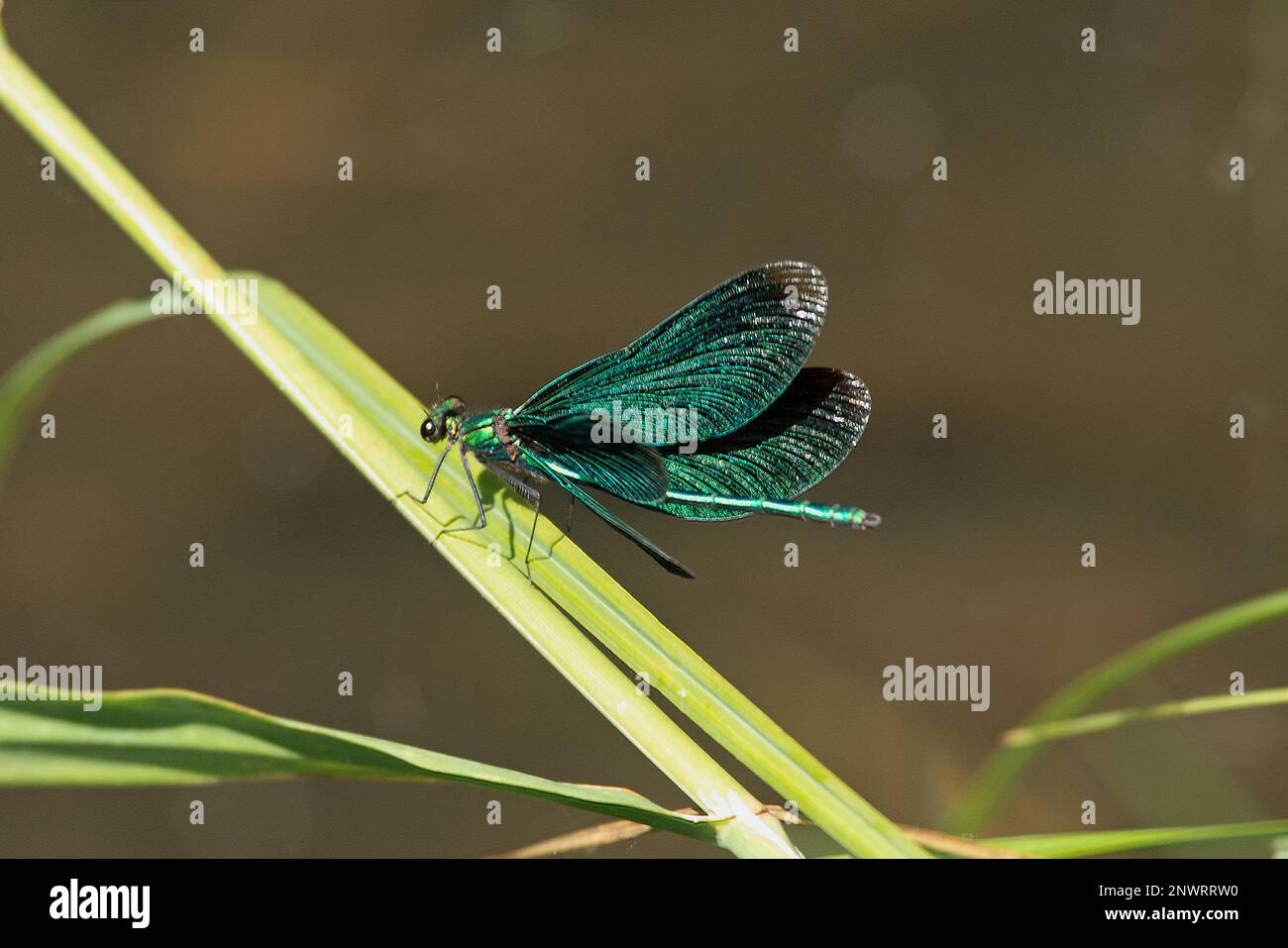 Damselfly Männchen mit blauen Flügeln, die auf einem grünen Stiel sitzen und von hinten diagonal links gesehen werden Stockfoto