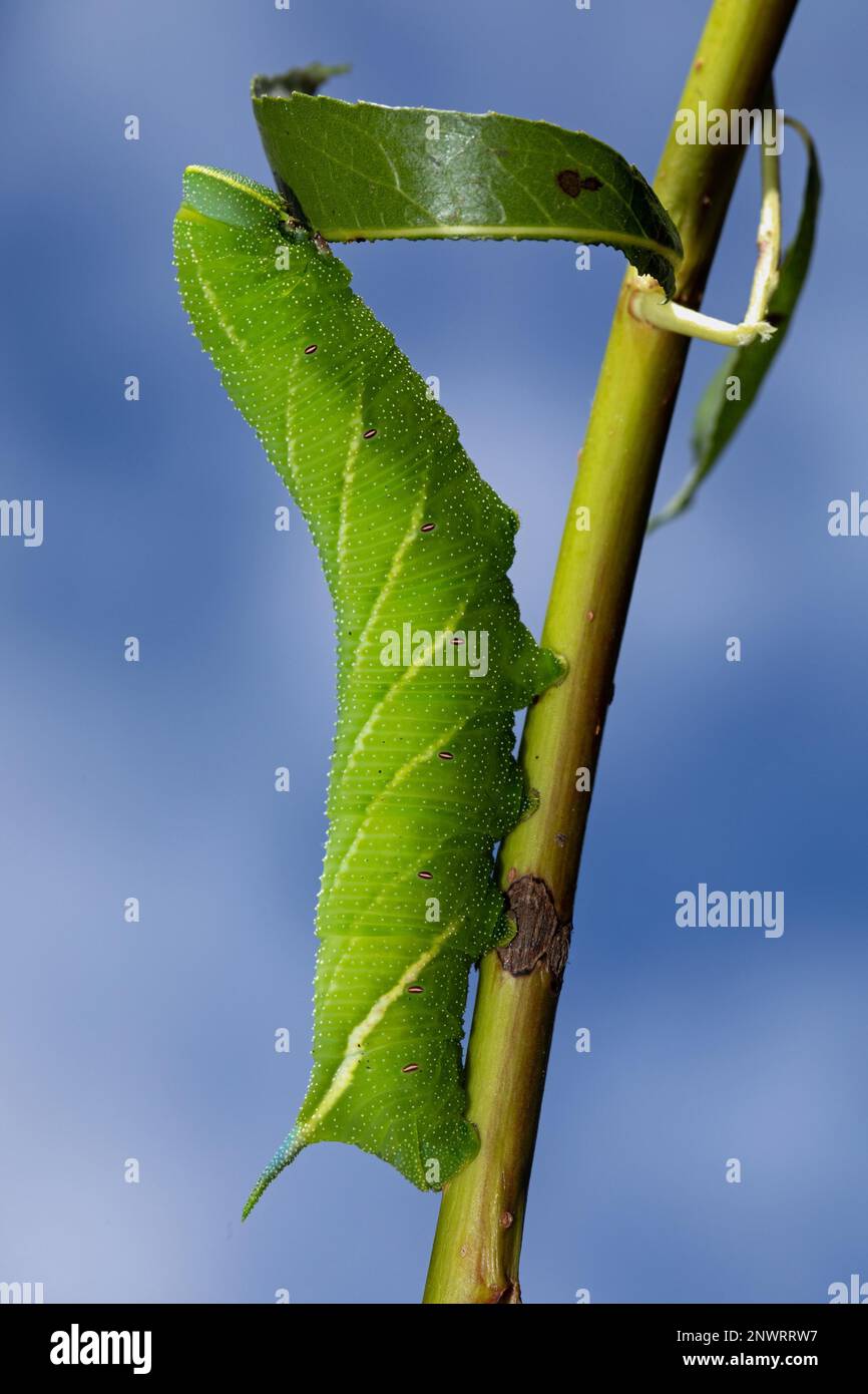 Am Abend hängen Pfauenraupen an Stielen mit grünen Blättern, die sich zum blauen Himmel hinaufscheuen Stockfoto
