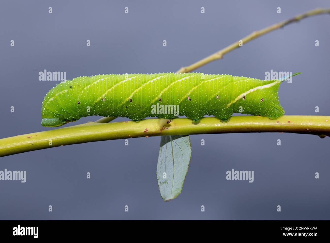 Die Pfauenraupe am Abend sitzt auf einem Stiel mit grünen Blättern und blickt links vor den blauen Himmel Stockfoto