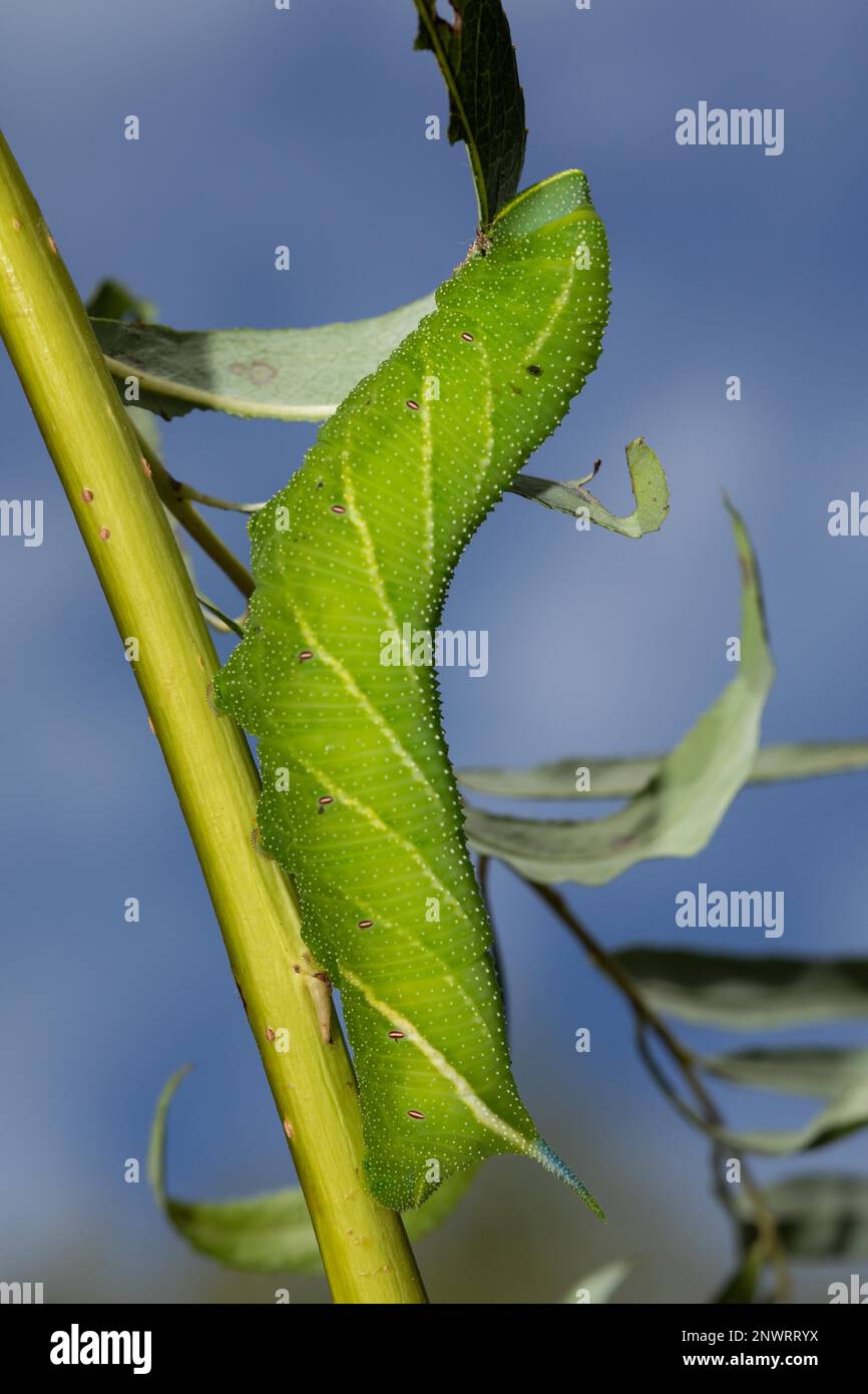 Am Abend hängen Pfauenraupen an Stielen mit grünen Blättern, die sich zum blauen Himmel hinaufscheuen Stockfoto