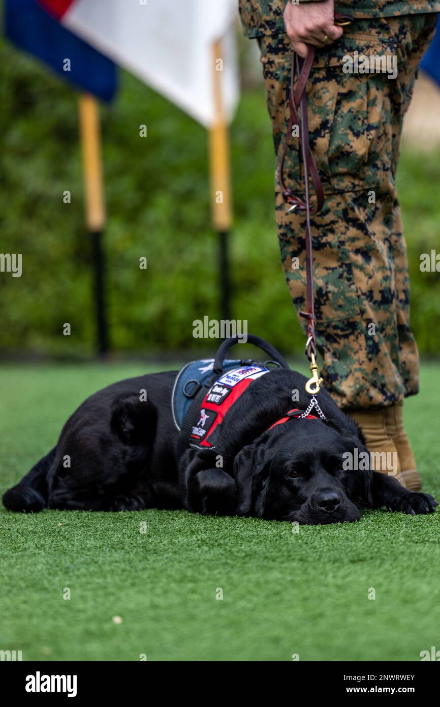 USA Marinekorps Major Robert O'Berg, ein Mitglied des erholsamen Dienstes beim Wundred Warrior Battalion - West, steht während einer zweifachen Pensionierung in der Wounded Warrior BN mit seinem Wachhund zur Seite. Am 30. Januar 2023 im Marinekorps-Basislager Pendleton, Kalifornien. O'Berg und Gunnery Sgt. Timothy Cunningham gingen beide nach fast 40 Jahren kombinierten Dienstes aus dem Marine Corps in den Ruhestand. O'Berg stammt aus Brooklyn, New York. Stockfoto