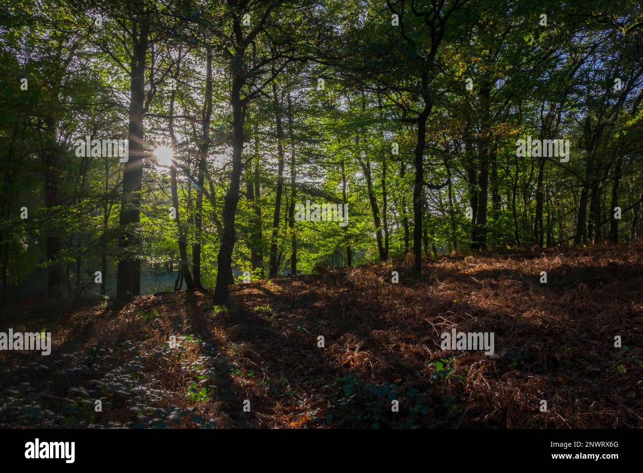 AutumnForest Stockfoto