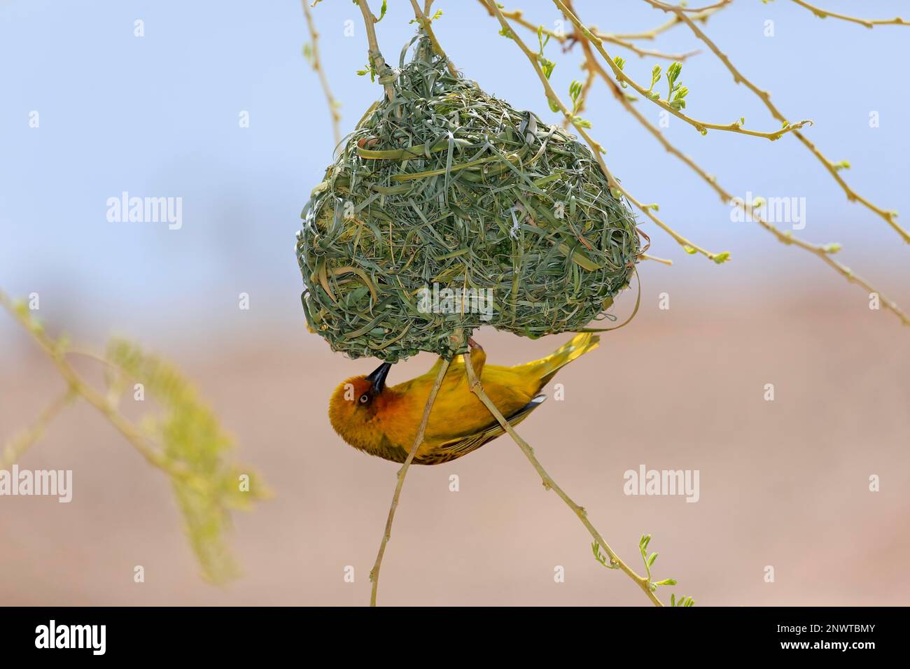 Kap-Weber (Ploceus capensis), ausgewachsener männlicher Bau eines Nests, Klein Karoo, Westkap, Südafrika Stockfoto