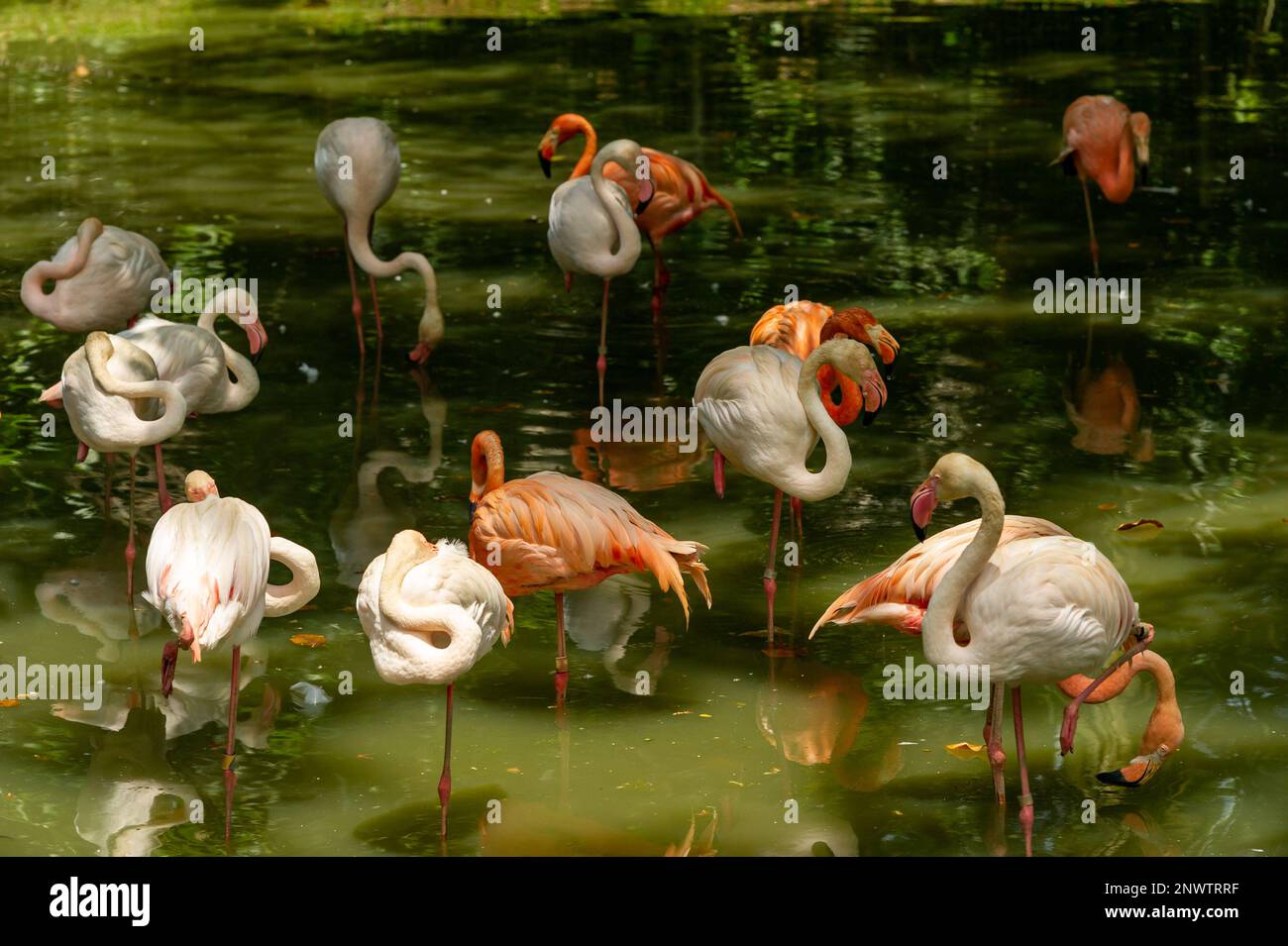 Das große und karibische Flamingo ruht im Sonnenschein im Zoo Negara, Kuala Lumpur, malaysia Stockfoto