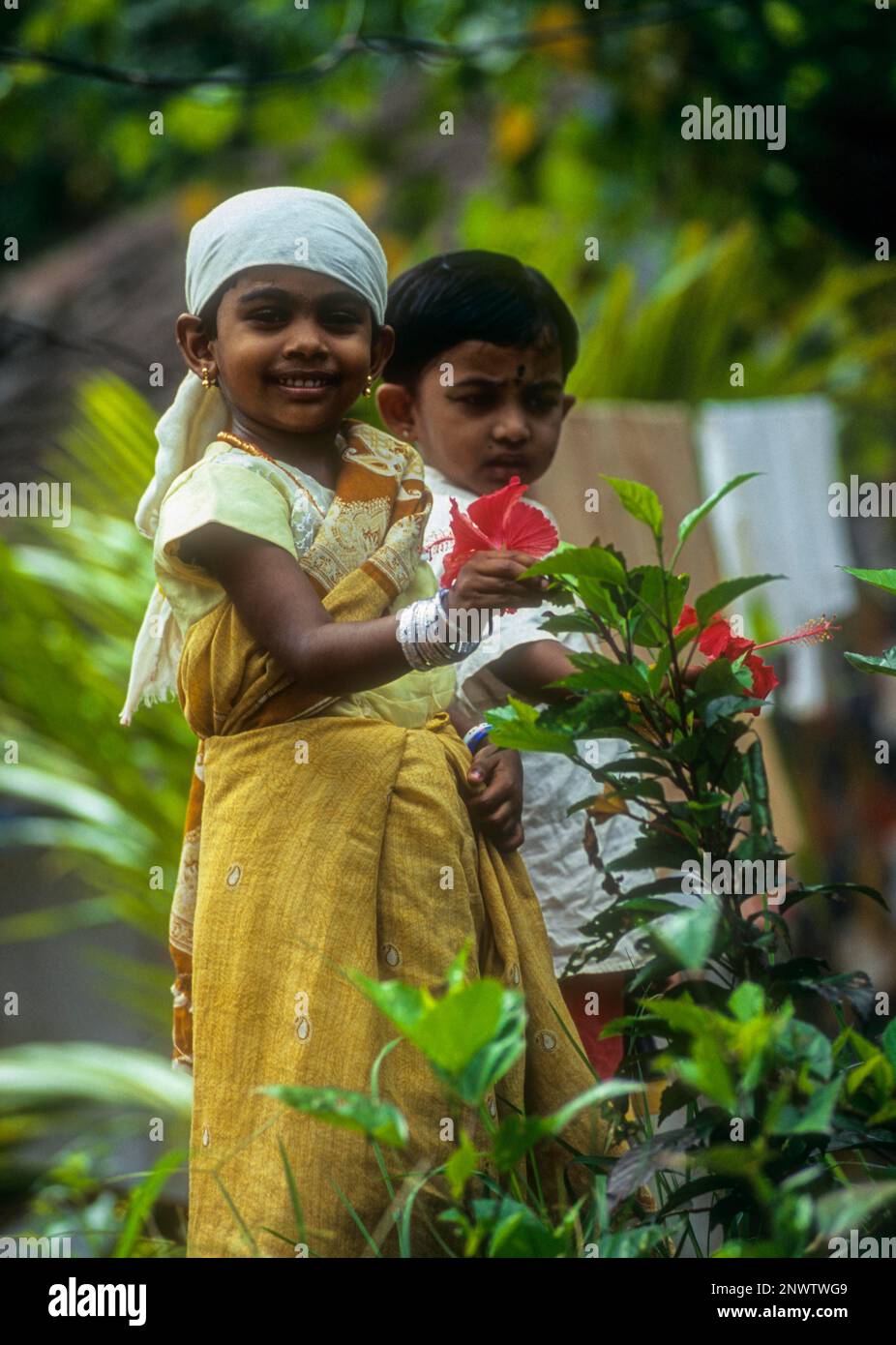 Eine Hibiskus-Blume (Girl Child Hold) in den Nebengewässern von Kumarakom, Kerala, Südindien, Indien, Asien Stockfoto