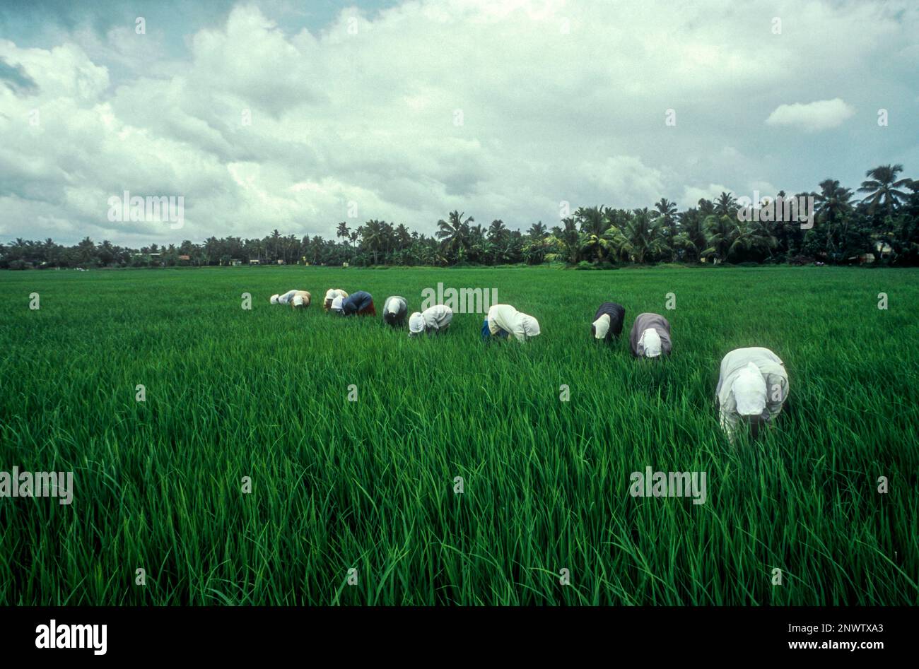 Reisfeld, Kuttanad, Kerala, Südindien, Indien, Asien Stockfoto