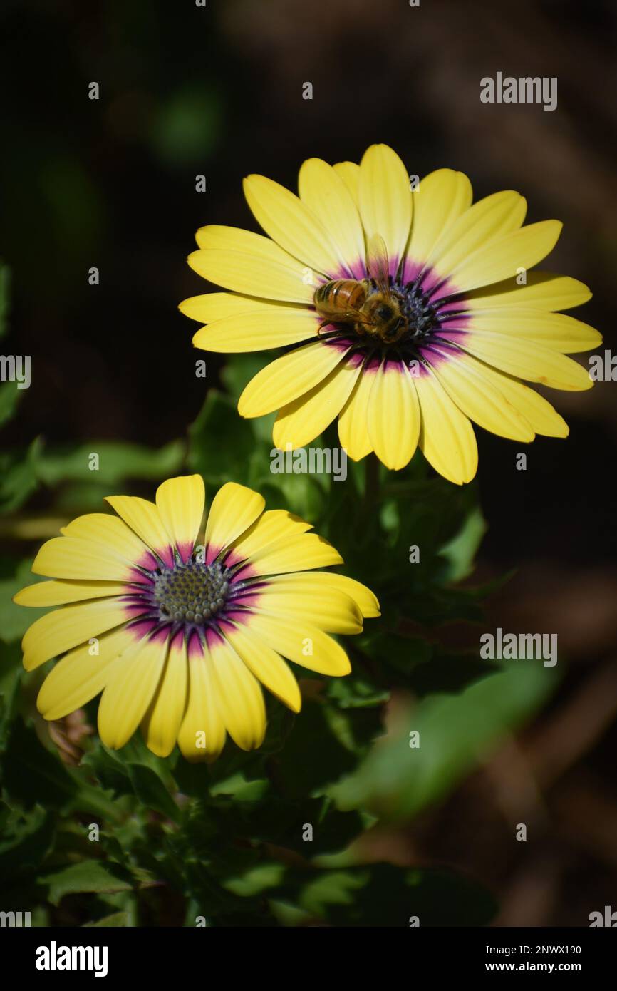 Biene auf einer gelben Blume. Central Coast, NSW, Australien Stockfoto