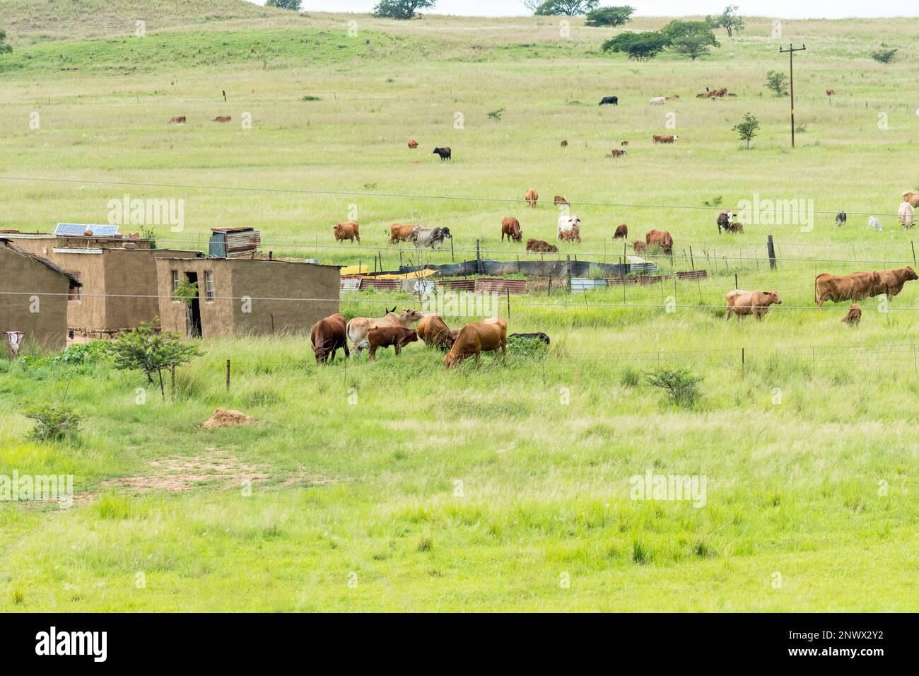Typischer traditioneller ländlicher Kleinbauernhof mit Vieh in Kwazulu Natal, Südafrika Konzept Landwirtschaft und Landwirtschaft Stockfoto