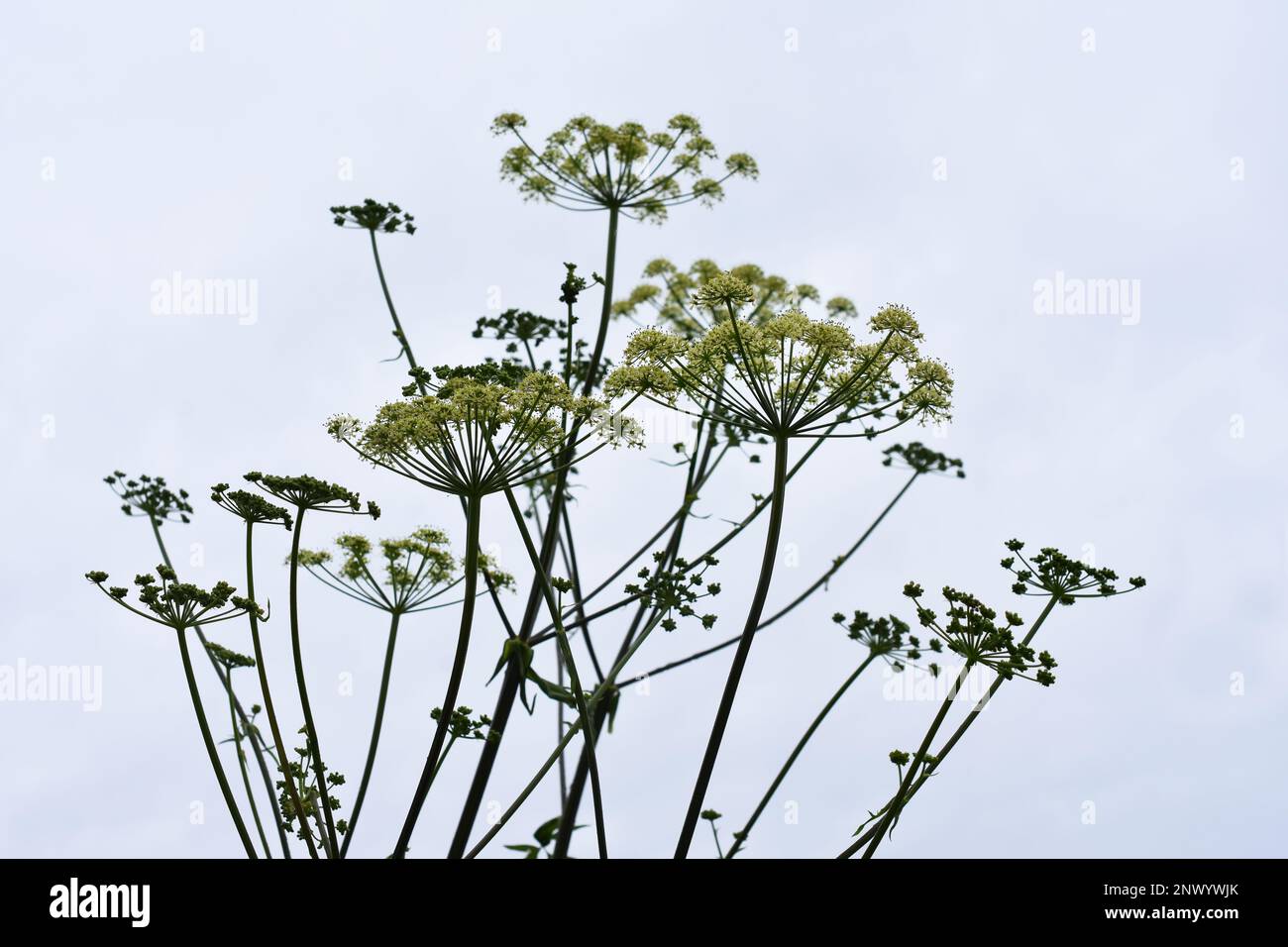 Die Samenkapseln einer umblütigen Pflanze, gesehen vor einem grauen Himmel Stockfoto