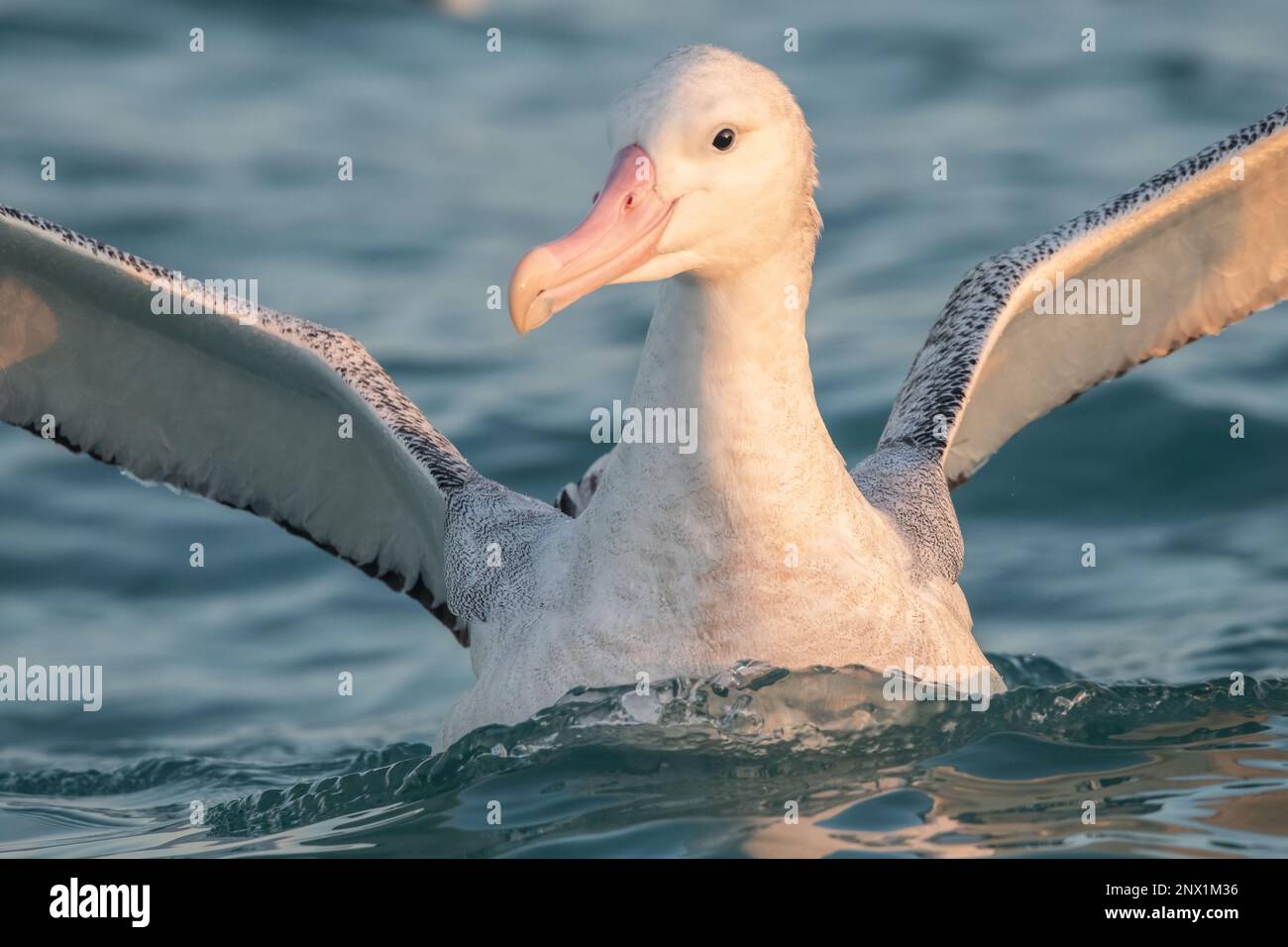 Ein wandernder Albatros (Diomedea exulans) vor der Küste von Kaikoura, Neuseeland, im Pazifischen Ozean. Stockfoto