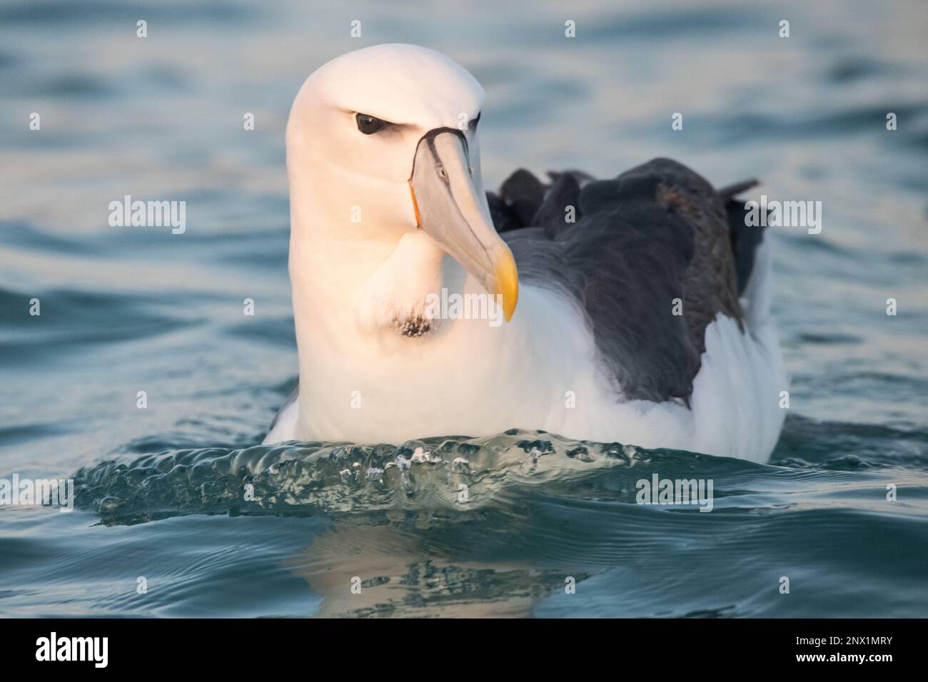 Weißkappen-Albatros (Thalassarche cauta steadi) ist ein Mollymawk oder kleiner Albatros, der im Pazifischen Ozean um Neuseeland zu finden ist. Stockfoto