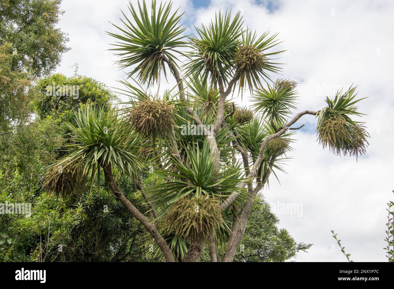 Cordyline australis, neuseeländischer endemischer Kohlbaum oder Kohlpalme. Stockfoto