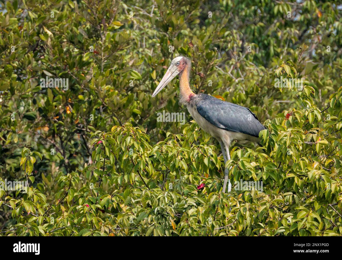 Kleiner Adjutant ist ein großer Watvogel in der Storchfamilie Ciconiidae. Dieses Foto wurde aus dem Sundarbans-Nationalpark in Bangladesch gemacht. Stockfoto