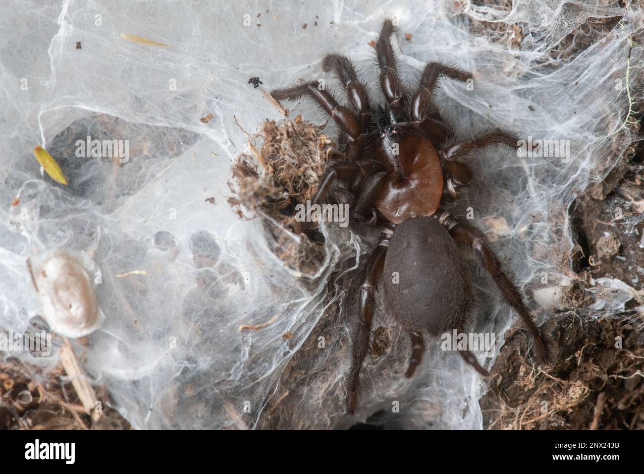 Eine weibliche schwarze Tunnelwebspinne (Porrhothele antipodiana), eine Mygalomorph-Arachnid-Endemie in Aotearoa Neuseeland. Stockfoto