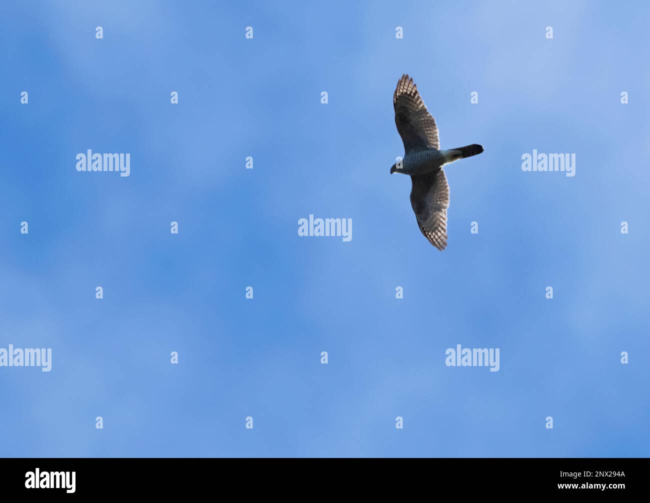 Goshawk (Accipiter gentilis) im Flug gegen den blauen Himmel, Norfolk Stockfoto