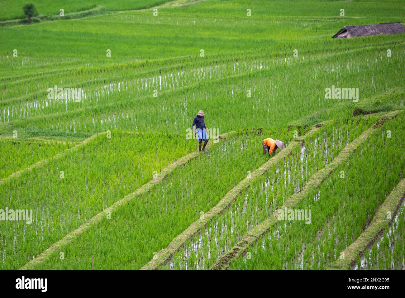 Zwei unbekannte Bauern auf dem Reisfeld. Stockfoto
