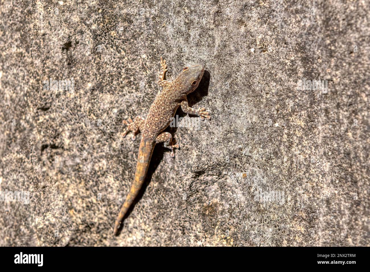 Thicktail Day Gecko oder Bora's Day Gecko. Wahrscheinlich Phelsuma mutabilis oder Phelsuma borai, einheimische Spezies im Südwesten Madagaskars, Tsingy De Bem Stockfoto