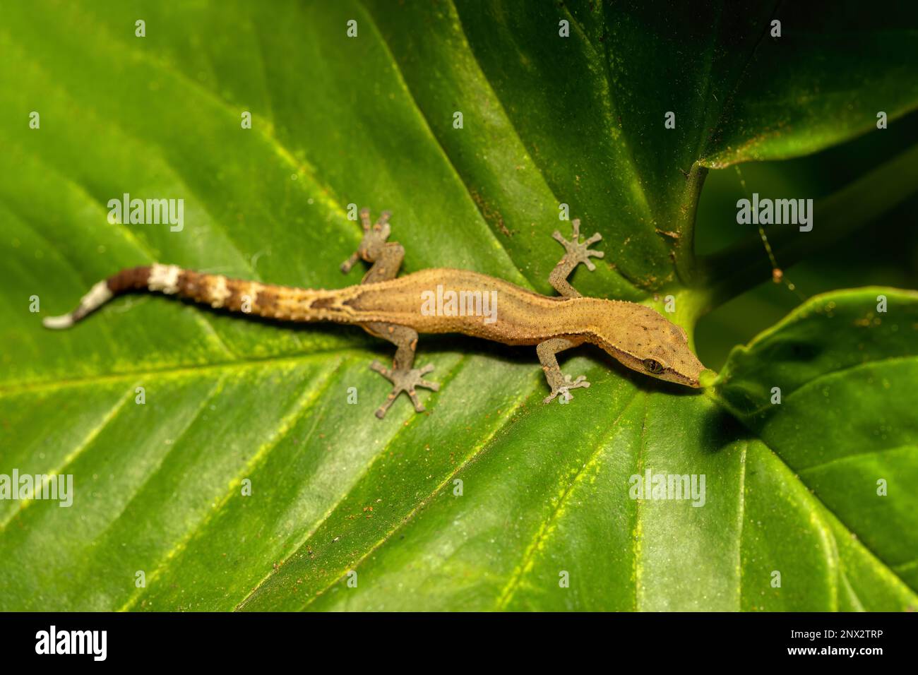 Madagaskar-Gecko ohne Krallen (Ebenavia inunguis), endemische kleine nachtaktive Arten von Eidechsen, Ranomafana-Nationalpark, Madagaskar-Wildtiere Stockfoto