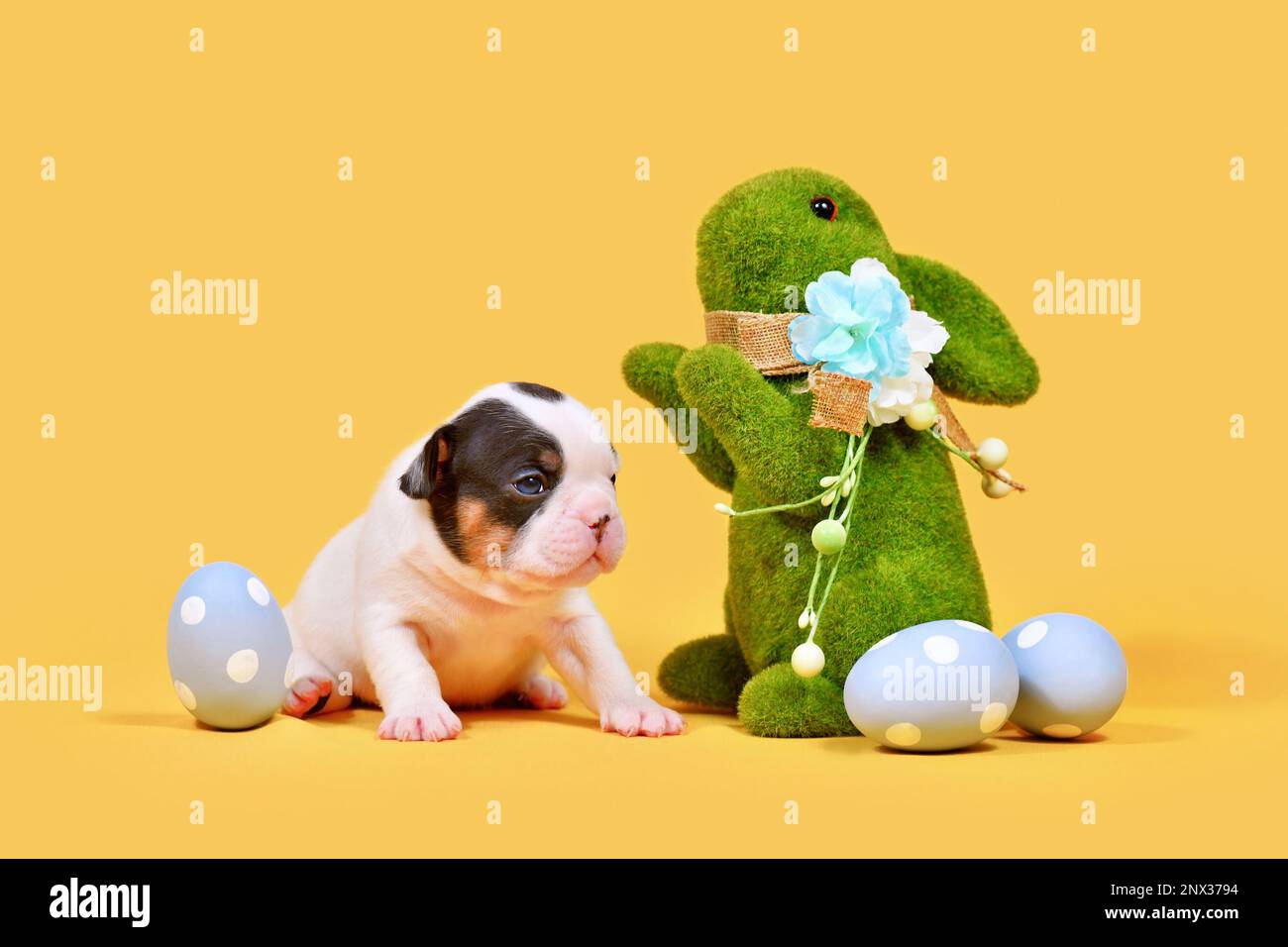 Braunes französisches Bulldog-Hündchen mit Osterhasen und Eiern auf gelbem Hintergrund Stockfoto