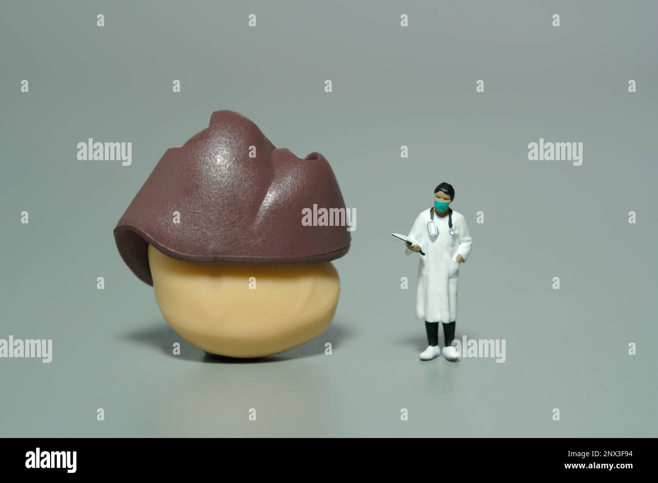 Miniatur-Menschen-Spielzeug-Figuren-Fotografie. Eine Ärztin, die vor Leber- und Magenorganen steht. Isolierter grauer Hintergrund. Bildfoto Stockfoto