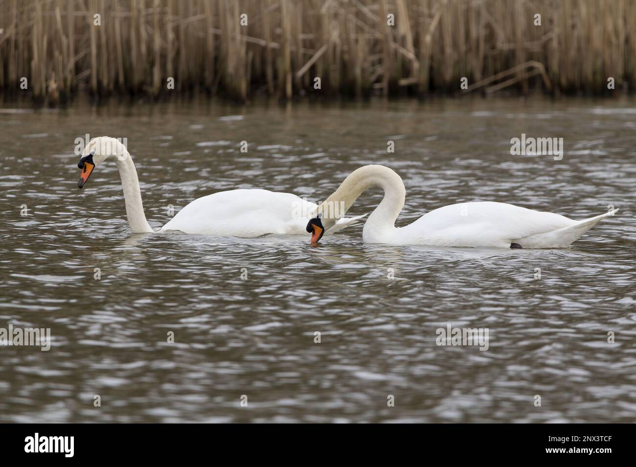 Stummiger Schwan Cygnus-Farbe, Zuchtsaison Frühling großbritannien Paar weiße Gefieder langer Halsausschnitt orangefarbener roter Schirm mit schwarzem Sockel und Knopf im Wasser Stockfoto