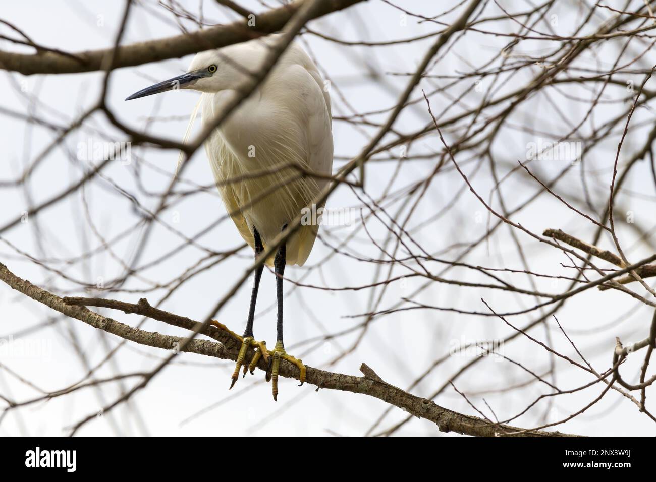 Egretta garzetta, hoch oben im Baum, schließt reinweißes Gefieder, lange schwarze Beine, gelbe Füße, langer, spitzer schwarzer Schirm, langer, gebeugter Hals Stockfoto